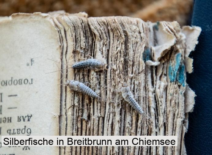 Silberfische in Breitbrunn am Chiemsee